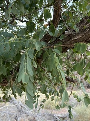 Robinia pseudoacacia