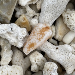 Conus omaria