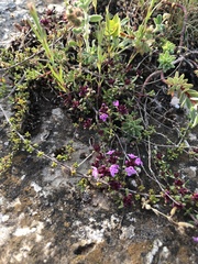 Thymus callieri