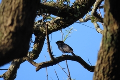 Melaenornis pammelaina