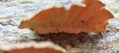 Trametes
