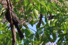 Melaenornis pammelaina