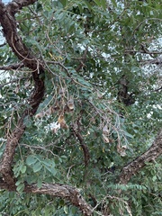 Robinia pseudoacacia