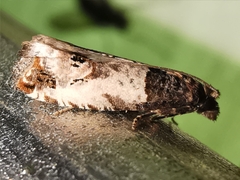 Notocelia incarnatana