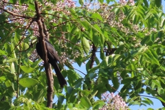 Melaenornis pammelaina