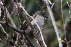 Muscicapa adusta