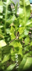 Argiope dang