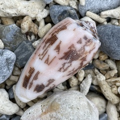 Conus striatus