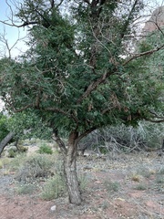 Robinia pseudoacacia