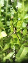 Argiope dang