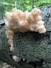 Hericium americanum