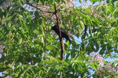 Melaenornis pammelaina