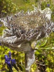 Sajanella monstrosa