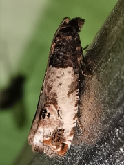 Notocelia incarnatana