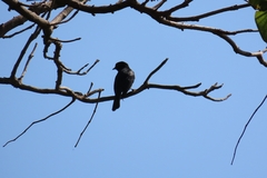 Melaenornis pammelaina
