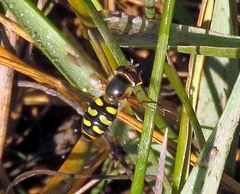Eupeodes luniger