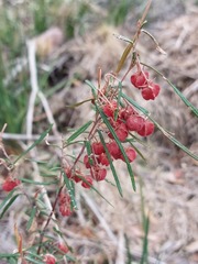 Lasiopetalum rufum