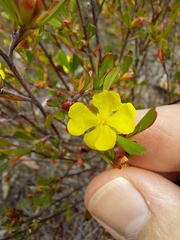 Hibbertia monogyna