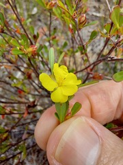 Hibbertia monogyna