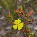 Hibbertia monogyna - Photo (c) David,  זכויות יוצרים חלקיות (CC BY-NC), הועלה על ידי David