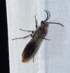 Sphaeropthalma imperialis