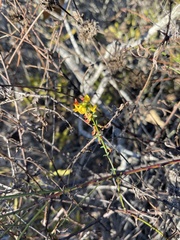 Acmispon glaber glaber