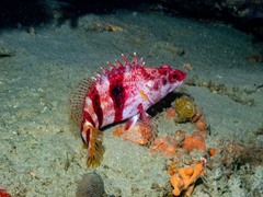 Hypoplectrodes nigroruber