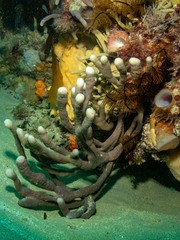 Callyspongia