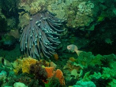 Callyspongia