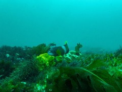Notolabrus tetricus