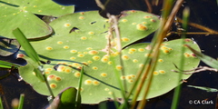 Puccinia scirpi