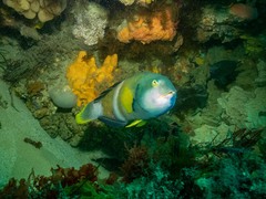 Notolabrus tetricus