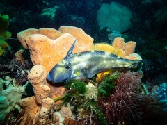 Meuschenia freycineti