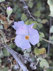 Malacothamnus fasciculatus