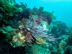 Callyspongia