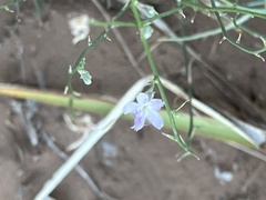 Stephanomeria exigua