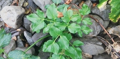 Angelica gmelinii