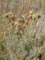 Leucadendron rubrum