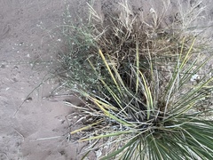 Stephanomeria exigua