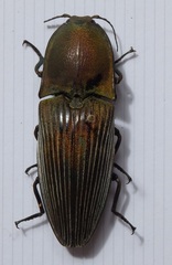 Chalcolepidius