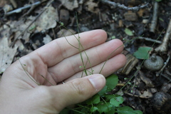 Circaea alpina