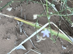 Stephanomeria exigua