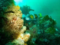 Notolabrus tetricus