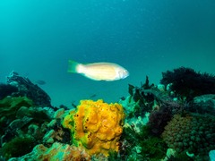 Pseudolabrus rubicundus