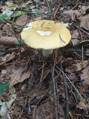 Russula claroflava