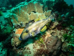 Meuschenia freycineti