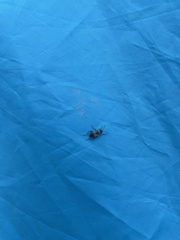 Rhyparochromus vulgaris