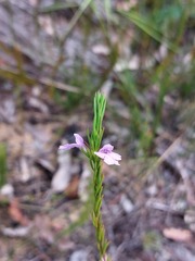 Hemigenia purpurea