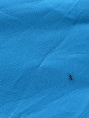 Lasius