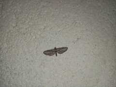 Eupithecia phoeniceata